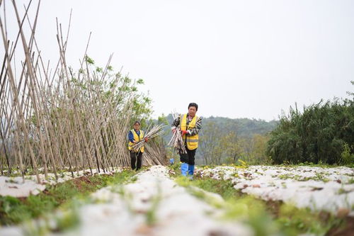 生态种植 开发产品 生态研学 广阳岛农文旅融合发展 让生态价值变经济价值