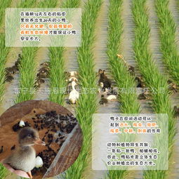 东宁县天施恩现代生态农业发展有限责任公司